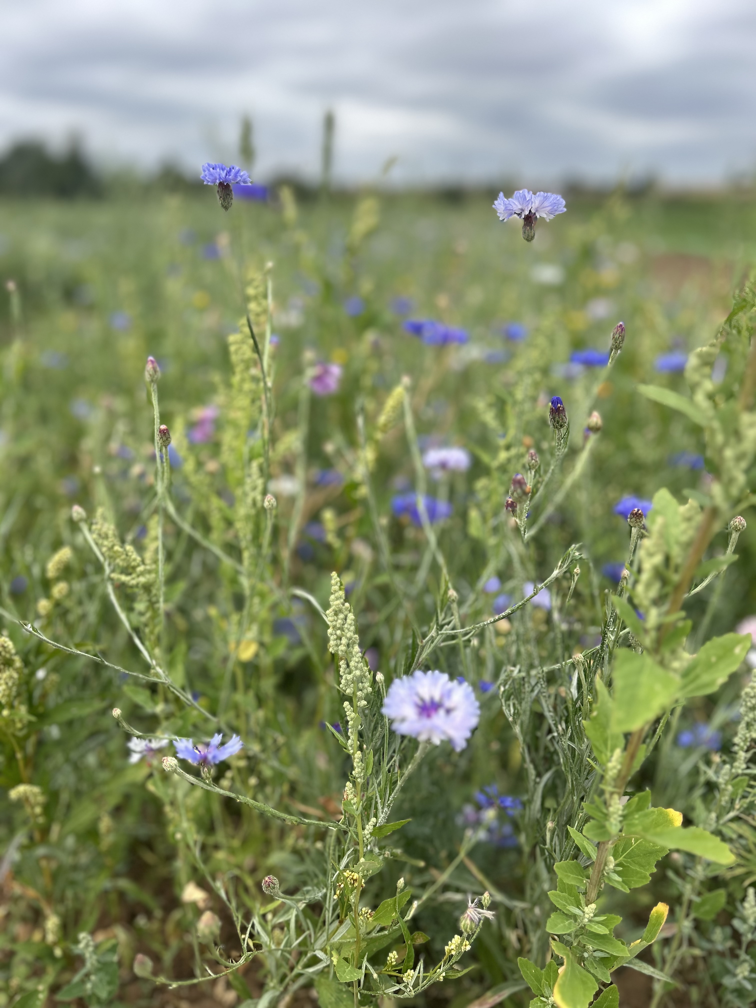 Cornflowers and wildflowers in bloom in a Yorkshire field