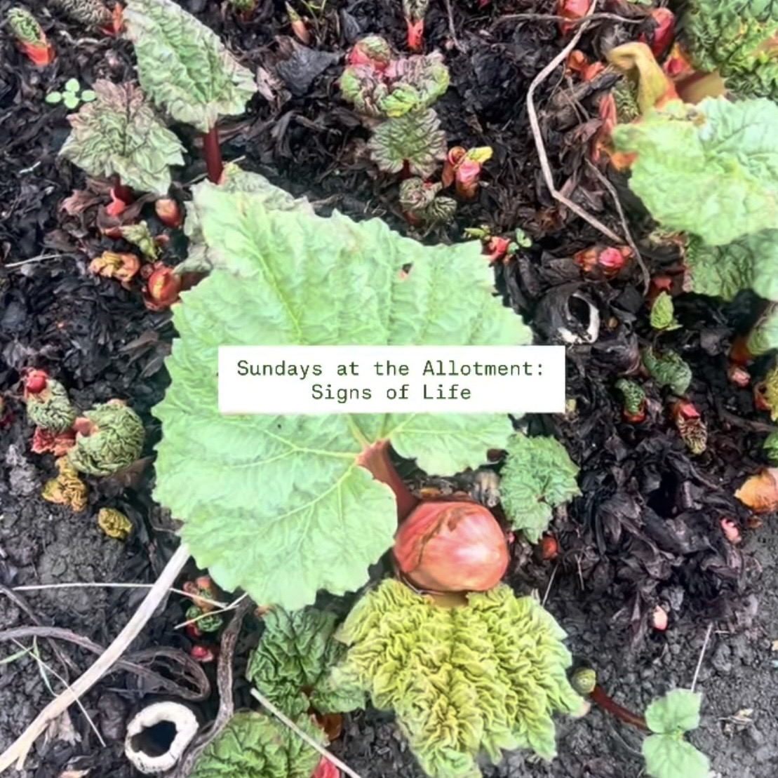 Rhubarb pushing through the soil on the allotment