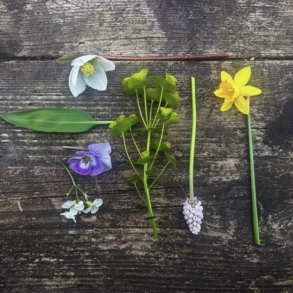 Foraged seasonal stems laid out on a wooden bench